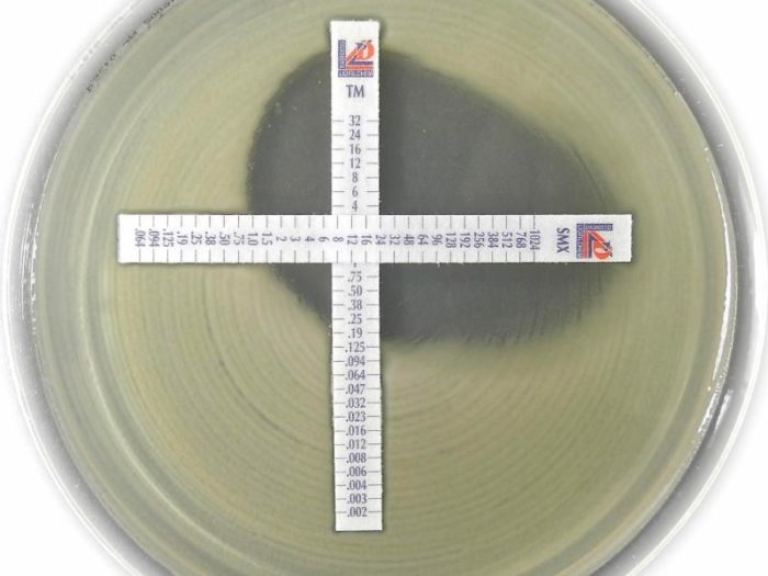 Image of Liofilchem MIC Test Strip (MTS)