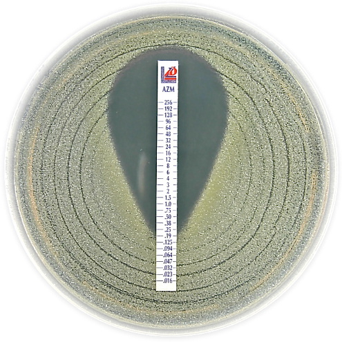 Image of Liofilchem MIC Test Strip - MTS, Gradient strip Antibiotic Product List