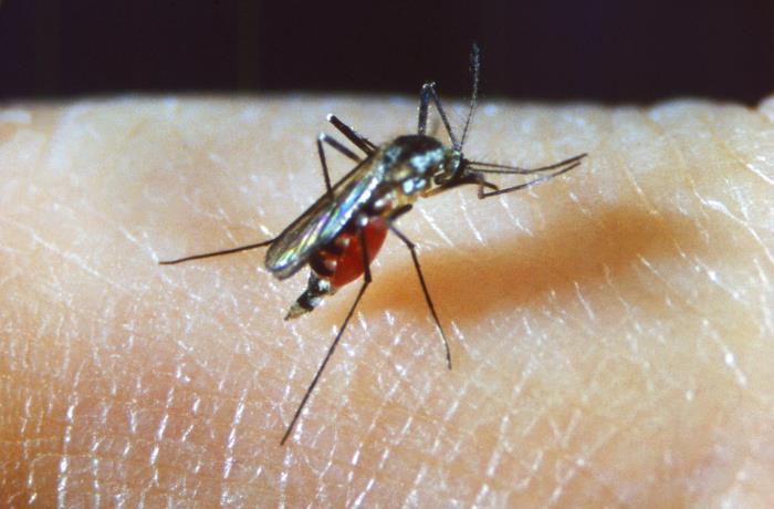 Image of Malaria Solutions